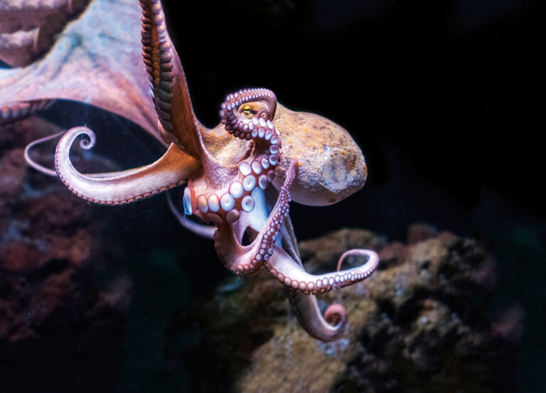 Pulpo