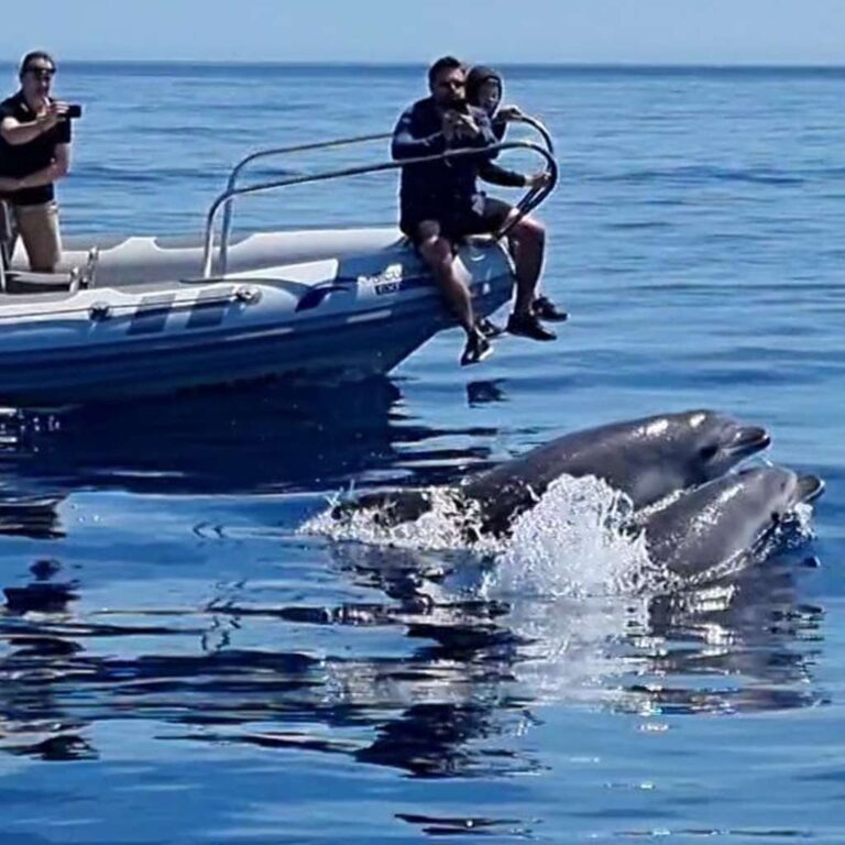 Alcudia Sea Explorer